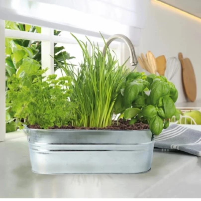 Buzzy - Okenní minizahrádka Kuchyňské bylinky - Pieterpik - 1 ks