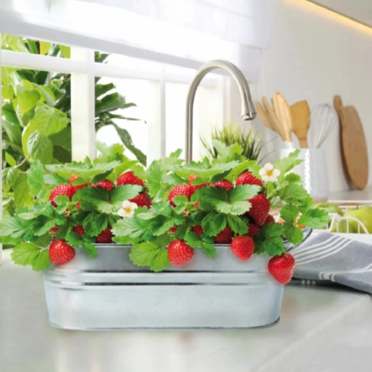 Buzzy - Okenní minizahrádka pro pěstování jahod - Pieterpik - 1 ks