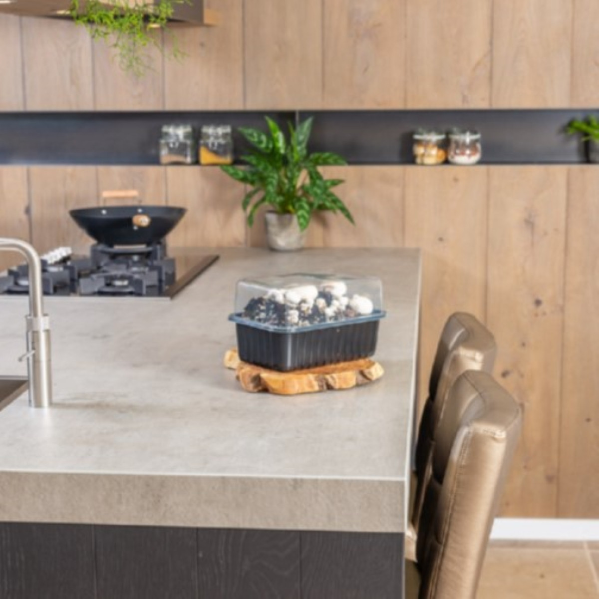 Mini Champ - sada pro domácí pěstování bílých žampionů - Agaricus bisporus - sadba - 1 ks