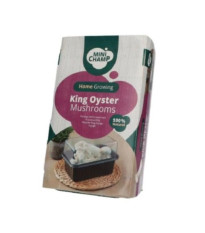 Mini Champ - sada pro domácí pěstování hlívy královské - Pleurotus eryngii - sadba - 1 ks