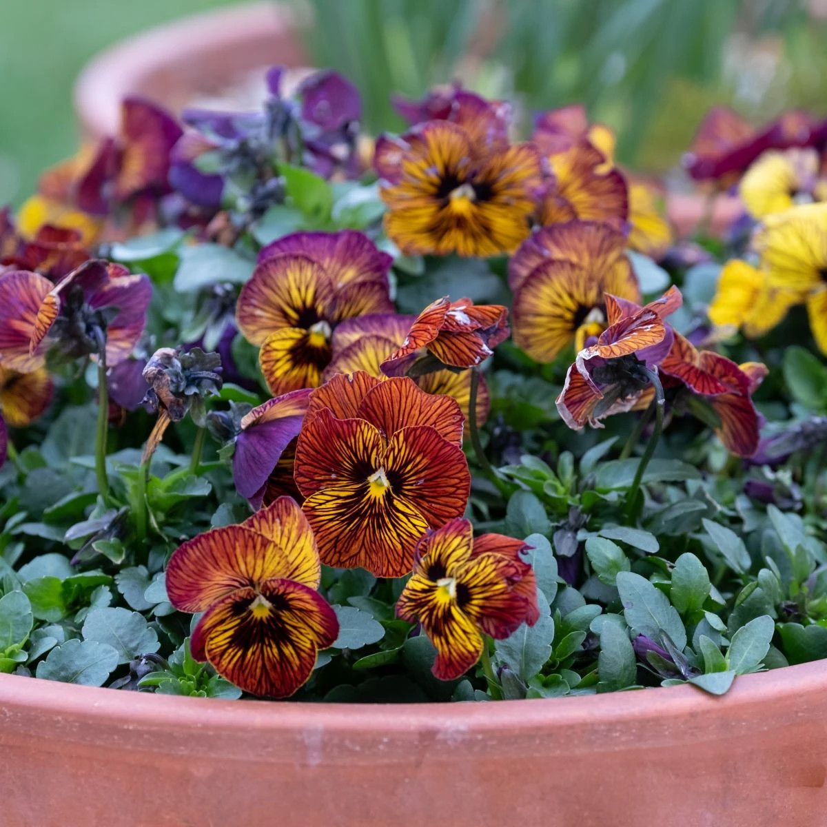 Violka Tiger Eye Red F1 - Viola cornuta - osivo violky - 20 ks