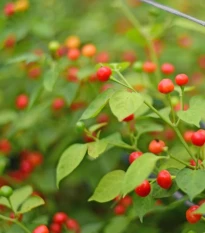 Chilli Aji Charapita Big Red - Capsicum chinense - osivo chilli - 7 ks