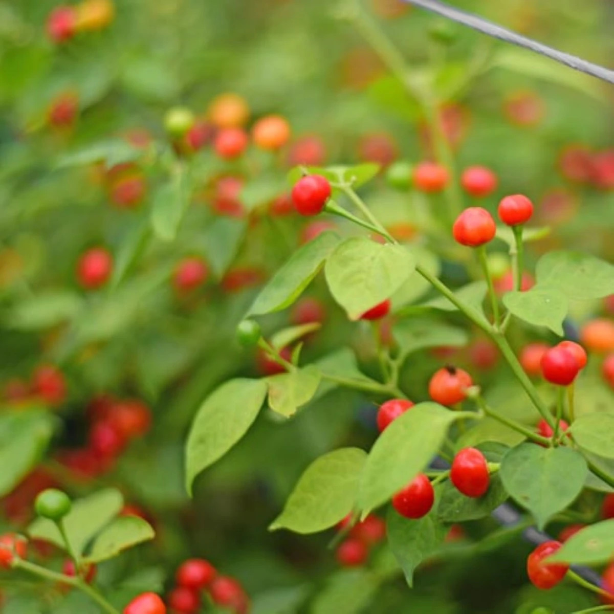 Chilli Aji Charapita Big Red - Capsicum chinense - osivo chilli - 7 ks