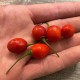 Chilli Aji Charapita Big Red - Capsicum chinense - osivo chilli - 7 ks