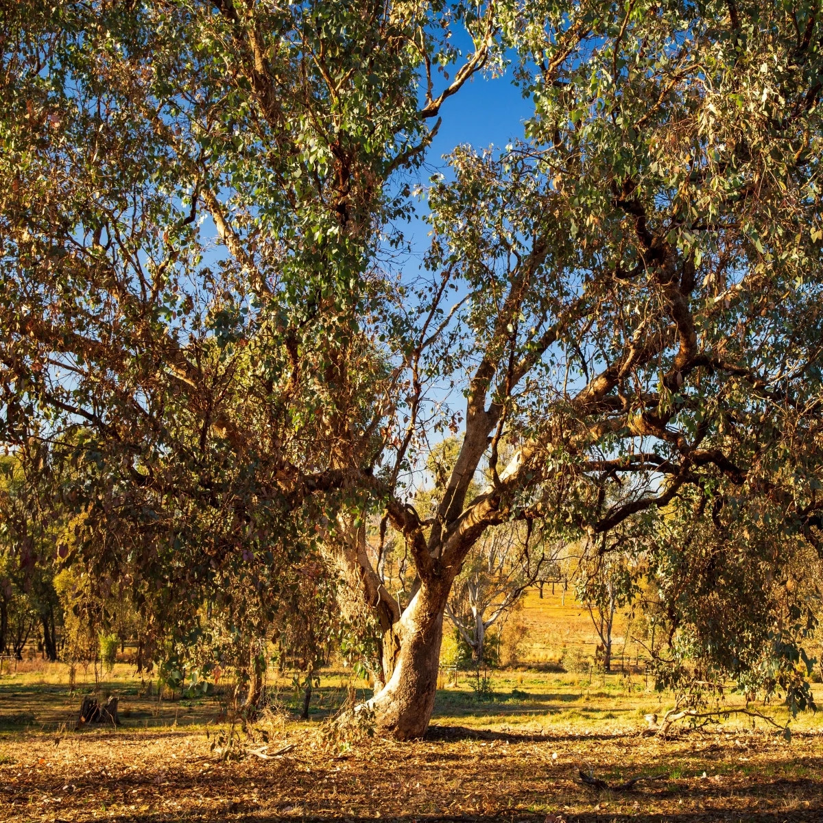 Eukalyptus říční River Red Gum - Blahovičník - Eucalyptus camaldulensis - osivo eukalyptu - 10 ks