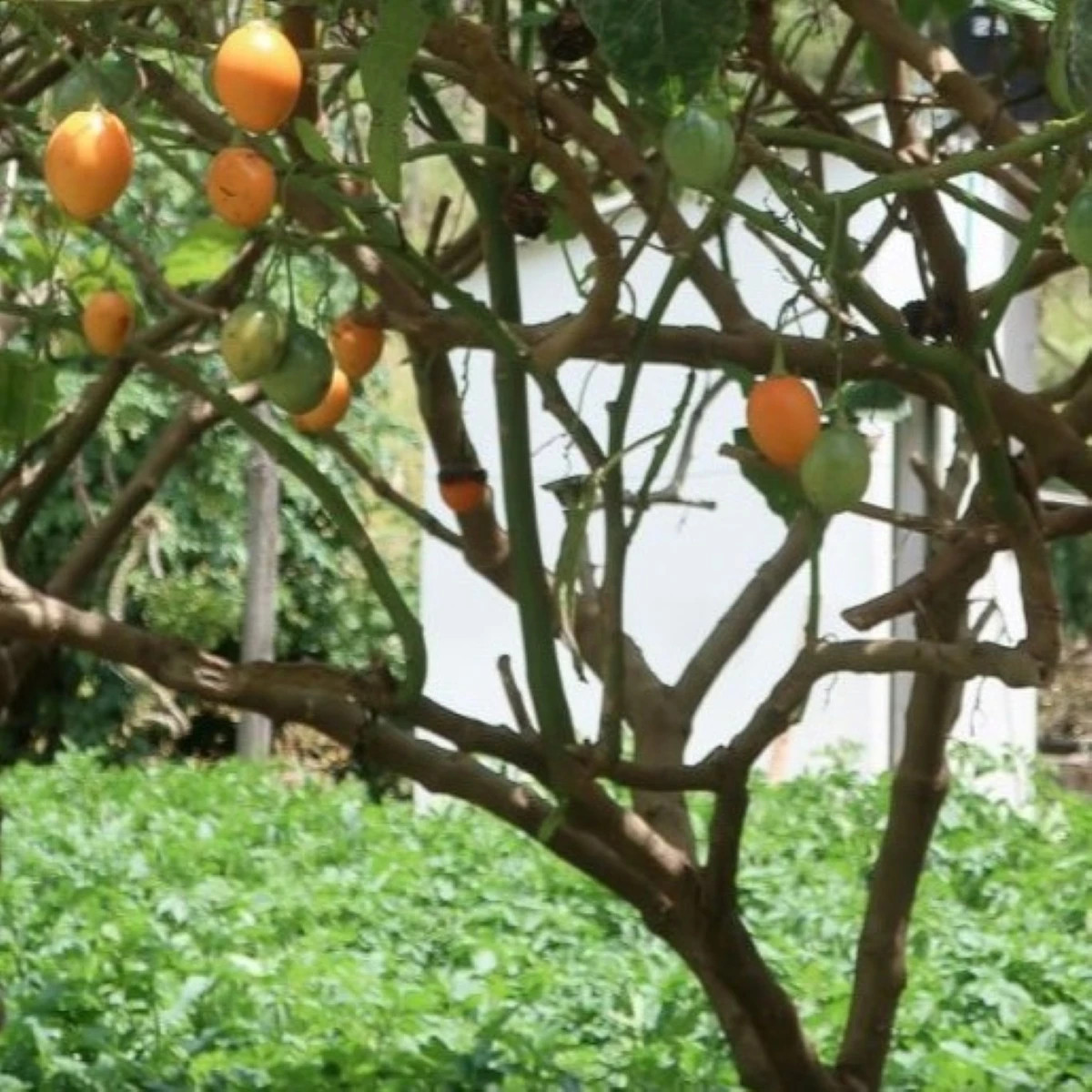 Rajčatový strom žlutý Tamarillo - Cyphomandra betacea - osivo rajčatového stromu - 5 ks