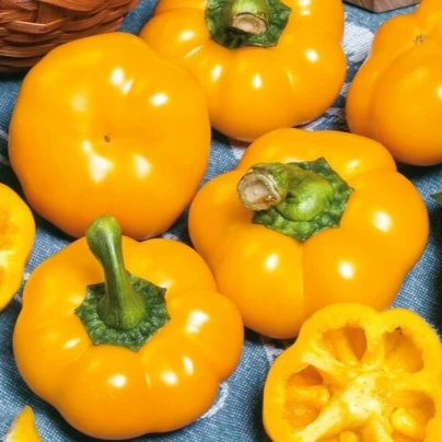 Paprika roční Topepo giallo - Capsicum annuum - osivo papriky - 20 ks