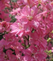 Ostrožka rolní růžová - Consolida regalis - osivo ostrožky - 100 ks