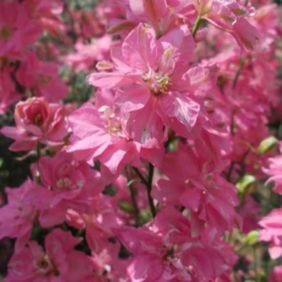 Ostrožka rolní růžová - Consolida regalis - osivo ostrožky - 100 ks