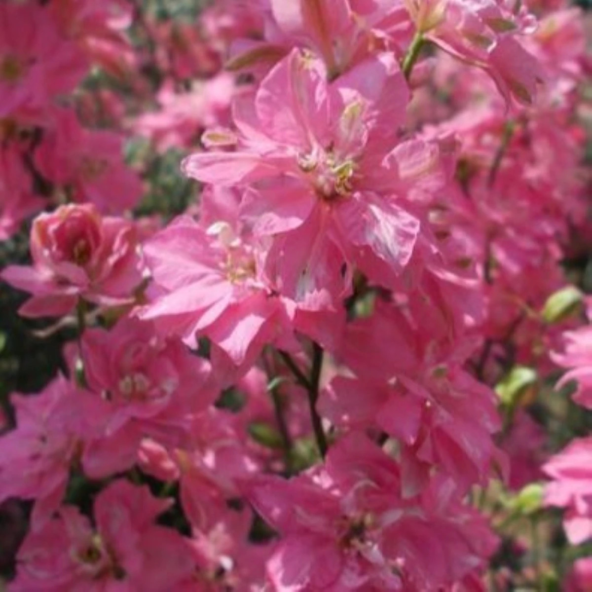 Ostrožka rolní růžová - Consolida regalis - osivo ostrožky - 100 ks