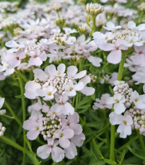 Iberka okoličnatá Rose Cardinal - Iberis umbellata - osivo iberky - 100 ks