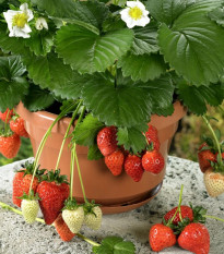 Jahodník stáleplodící Beltran F1 - Fragaria ananassa - osivo jahodníku - 10 ks