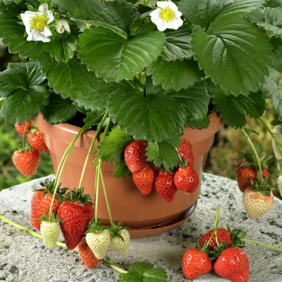 Jahodník stáleplodící Beltran F1 - Fragaria ananassa - osivo jahodníku - 10 ks