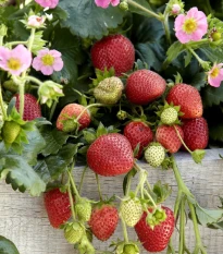 Jahodník stáleplodící Frisan F1 - Fragaria ananassa - osivo jahodníku - 10 ks