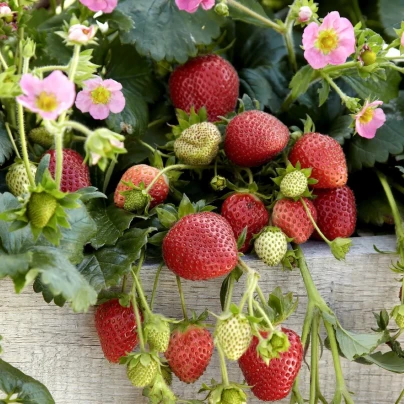 Jahodník stáleplodící Frisan F1 - Fragaria ananassa - osivo jahodníku - 10 ks