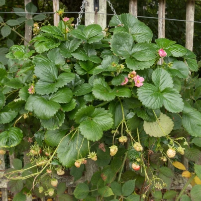 Jahodník stáleplodící Frisan F1 - Fragaria ananassa - osivo jahodníku - 10 ks