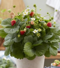 Jahodník stáleplodící Lizzy F1 - Fragaria ananassa - osivo jahodníku - 10 ks
