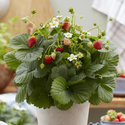 Jahodník stáleplodící Lizzy F1 - Fragaria ananassa - osivo jahodníku - 10 ks