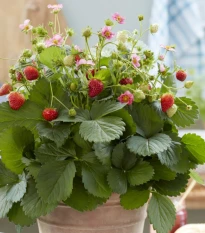 Jahodník stáleplodící Queeny F1 - Fragaria ananassa - osivo jahodníku - 10 ks