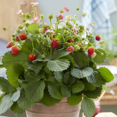 Jahodník stáleplodící Queeny F1 - Fragaria ananassa - osivo jahodníku - 10 ks