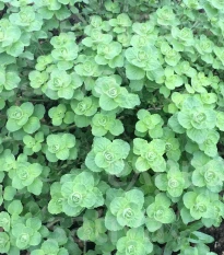 BIO Libanonské oregano Babilye - Origanum vulgare - bio osivo oregana - 30 ks