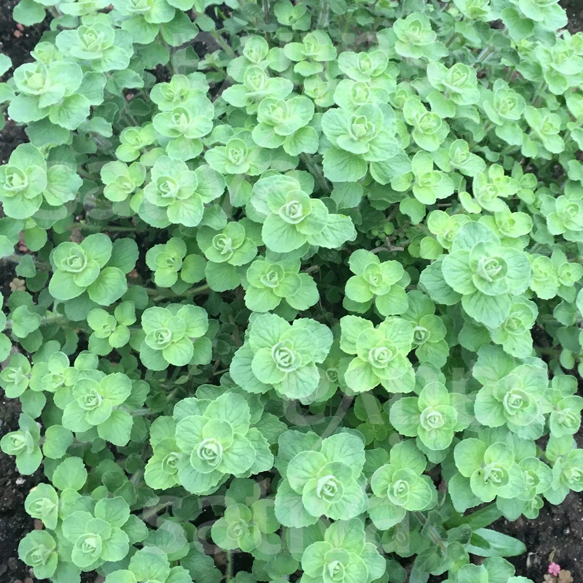 BIO Libanonské oregano Babilye - Origanum vulgare - bio osivo oregana - 30 ks