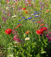 Barevný akord - osivo Černý Biopro - směs letniček - 20 g