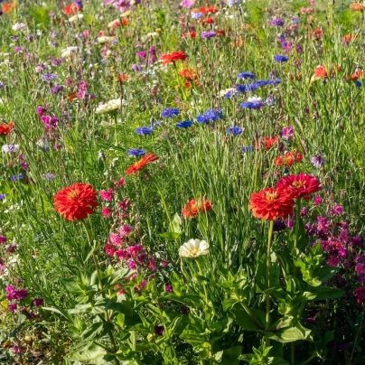 Barevný akord - osivo Černý Biopro - směs letniček - 20 g