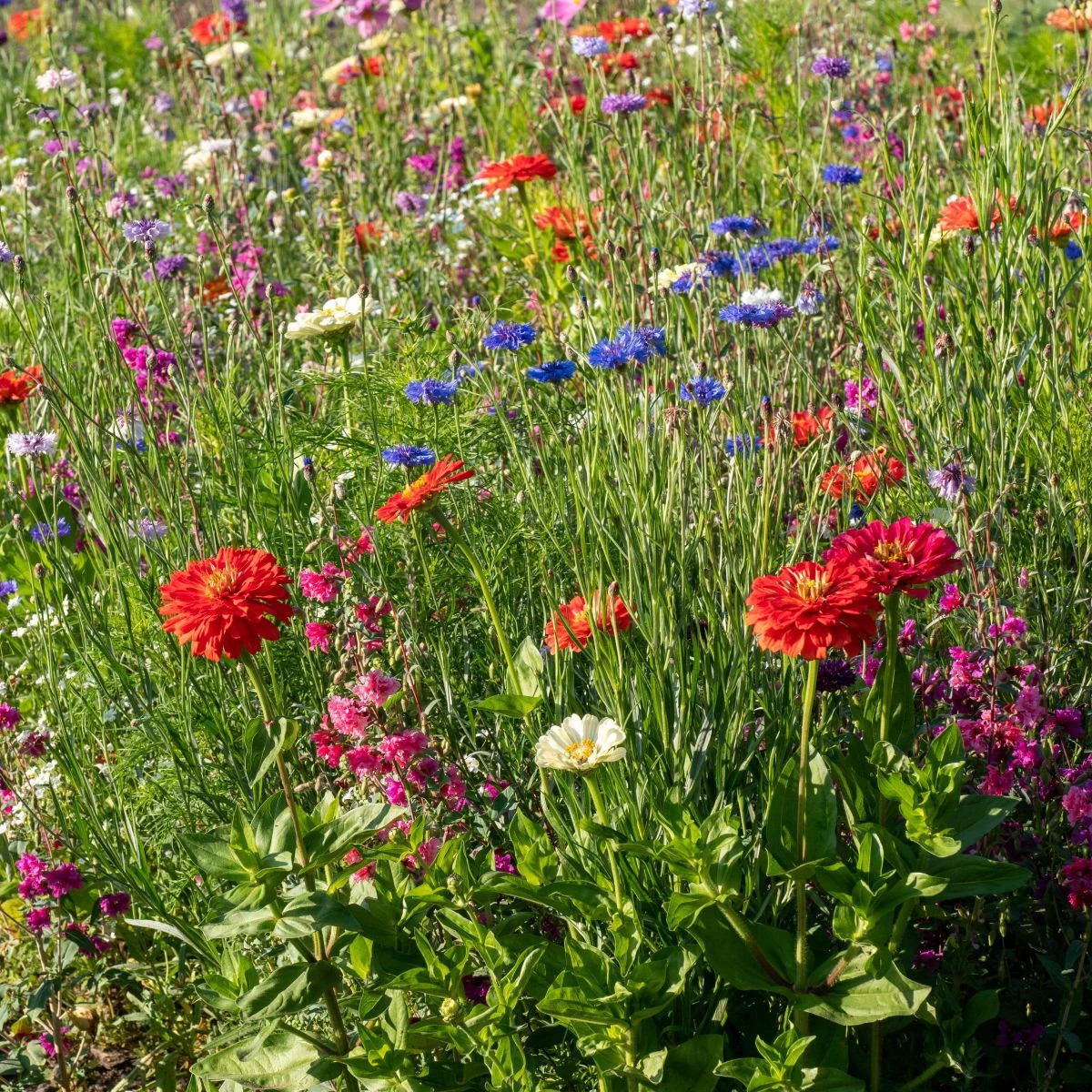 Barevný akord - osivo Černý Biopro - směs letniček - 20 g