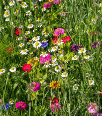 Heřmánkové léto - osivo Černý Biopro - letničková směs - 20 g