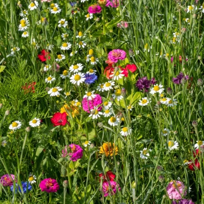 Heřmánkové léto - osivo Černý Biopro - letničková směs - 20 g