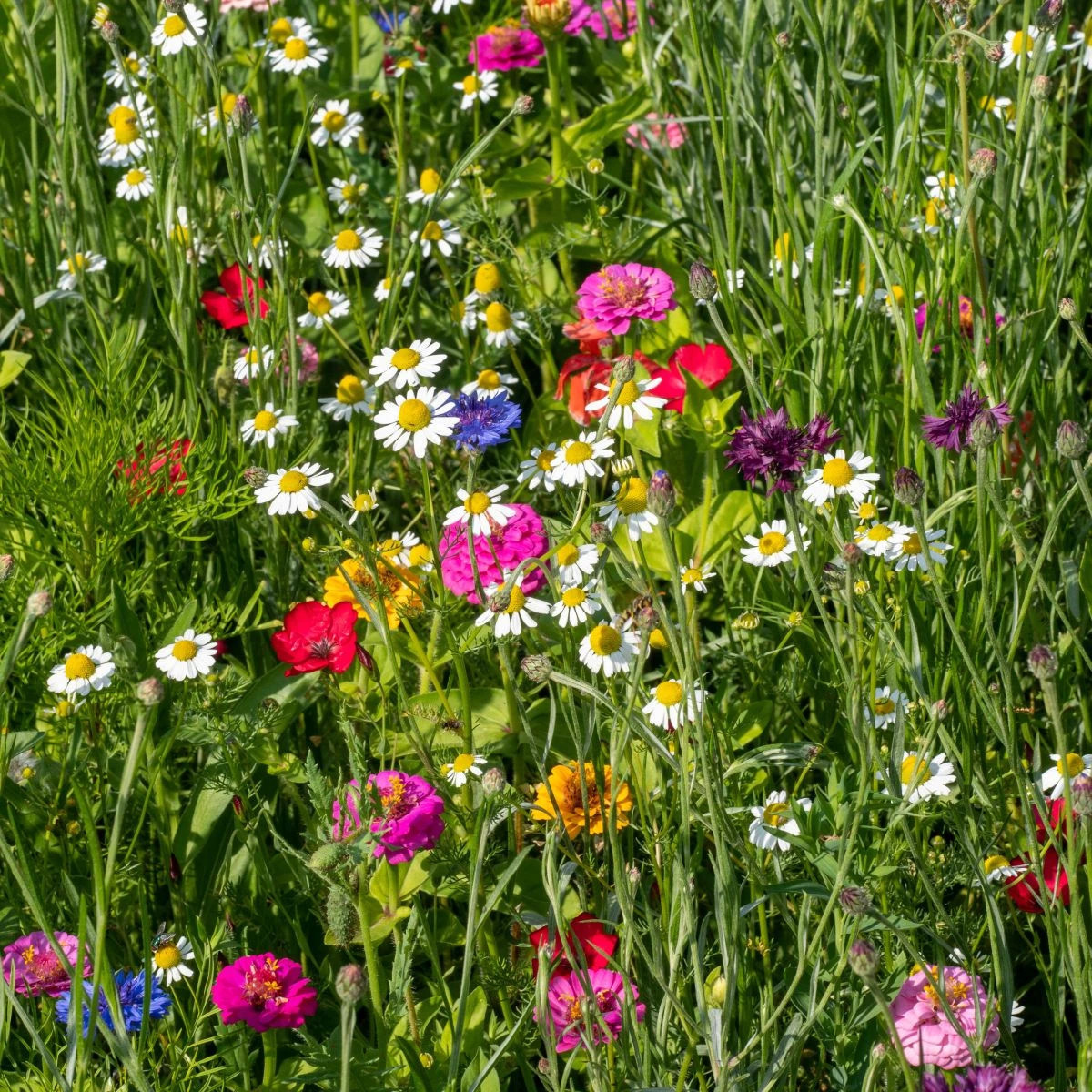 Heřmánkové léto - osivo Černý Biopro - letničková směs - 20 g