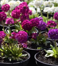 Prvosenka zoubkatá - směs barev - Primula denticulata - osivo prvosenky - 20 ks