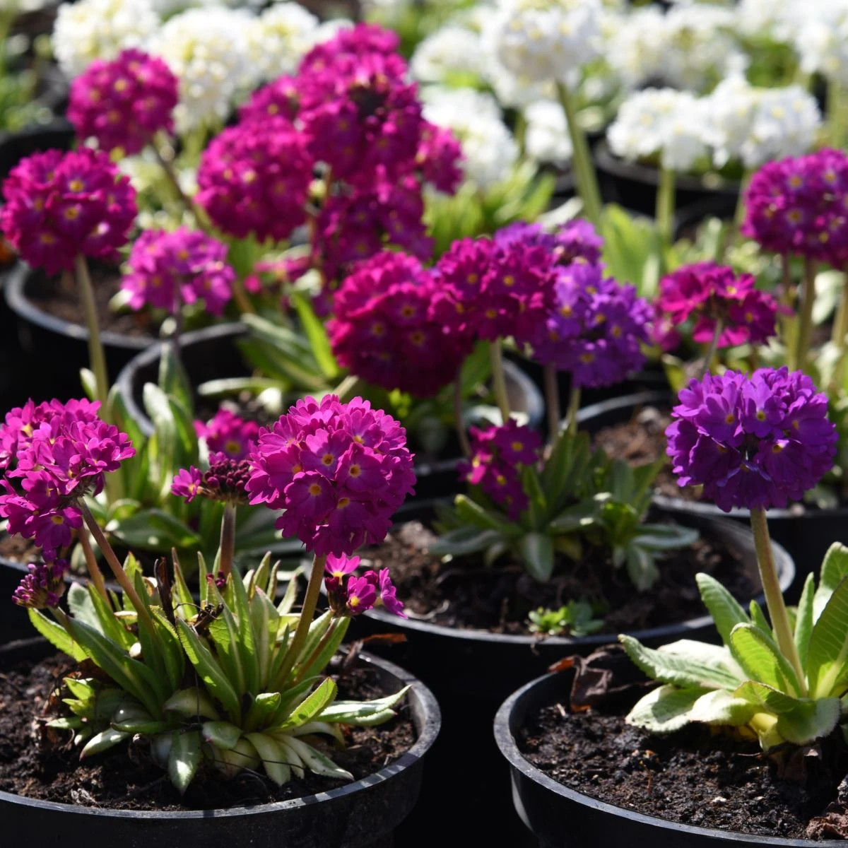 Prvosenka zoubkatá - směs barev - Primula denticulata - osivo prvosenky - 20 ks