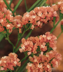 Limonka chobotnatá QIS Apricot - Limonium sinuatum - osivo limonky - 30 ks