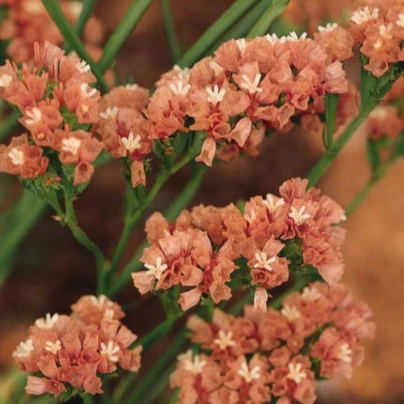 Limonka chobotnatá QIS Apricot - Limonium sinuatum - osivo limonky - 30 ks