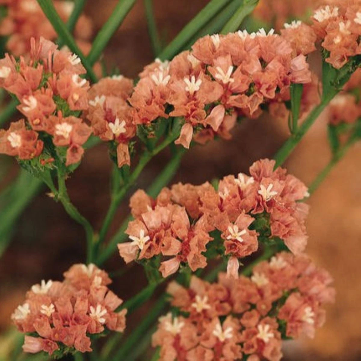 Limonka chobotnatá QIS Apricot - Limonium sinuatum - osivo limonky - 30 ks