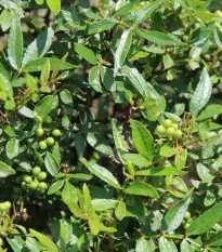 Sečuánský pepř - Zanthoxylum armatum - osivo pepře - 5 ks