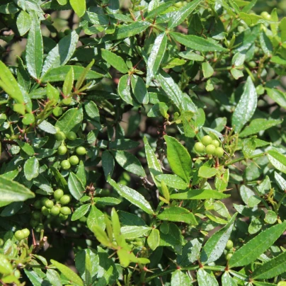 Sečuánský pepř - Zanthoxylum armatum - osivo pepře - 5 ks