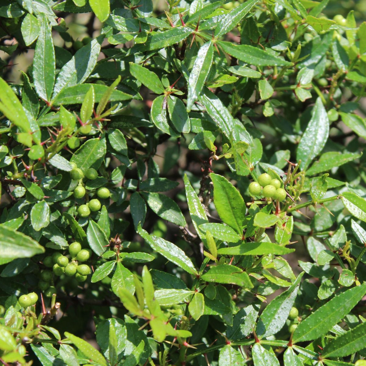 Sečuánský pepř - Zanthoxylum armatum - osivo pepře - 5 ks