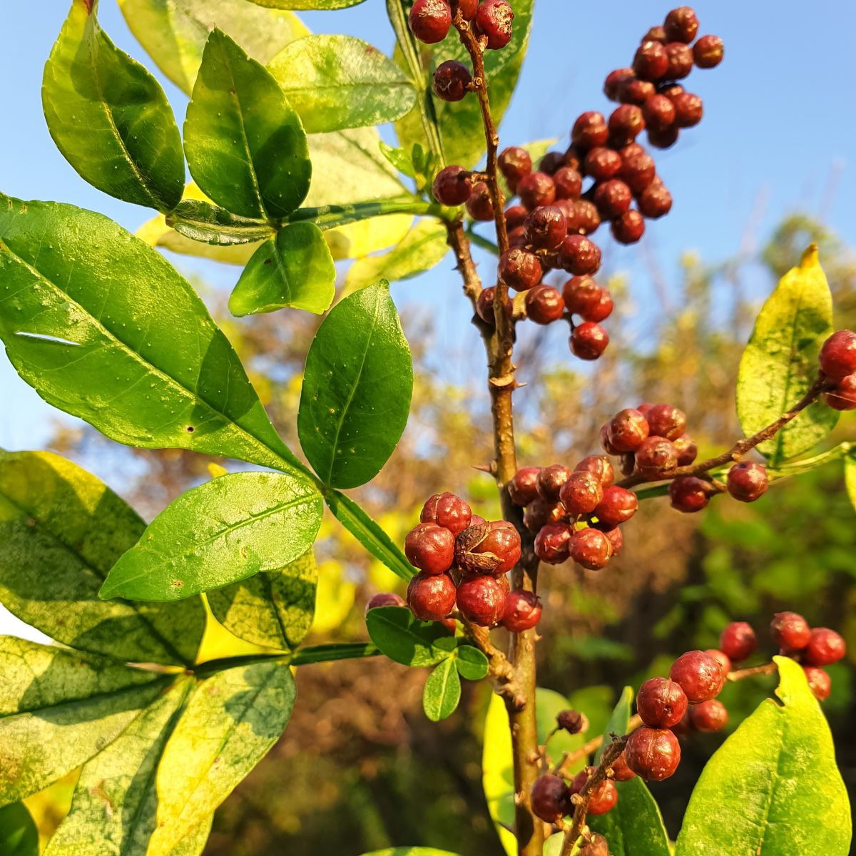 Sečuánský pepř - Zanthoxylum armatum - osivo pepře - 5 ks