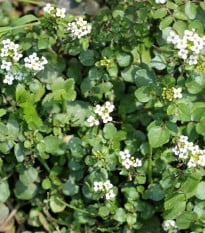BIO Potočnice lékařská - Nasturtium officinale - osivo potočnice - 100 ks