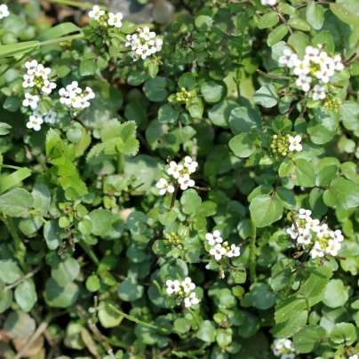 BIO Potočnice lékařská - Nasturtium officinale - osivo potočnice - 100 ks