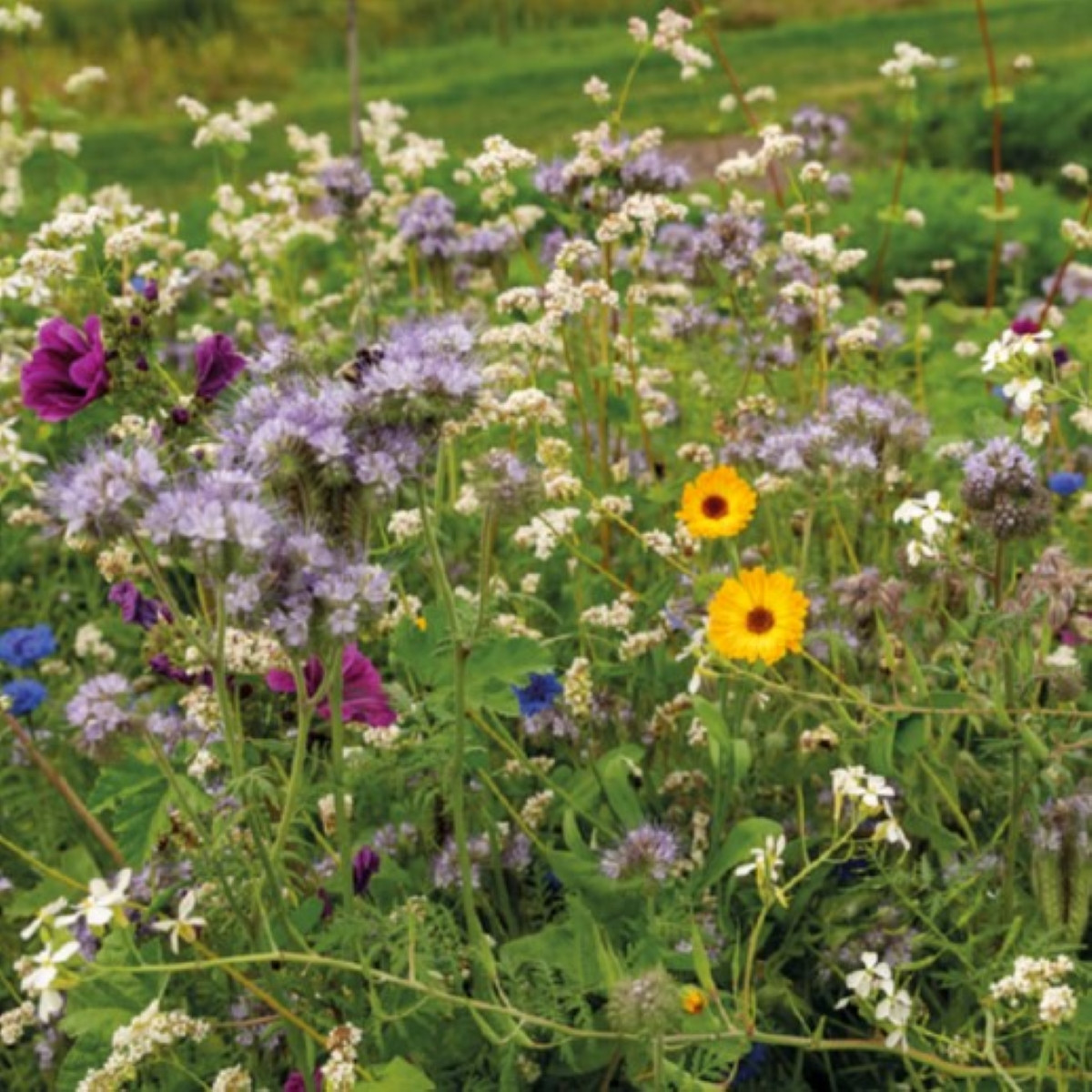 Buzzy - Květinová směs pro včely Tubinger XL - Pieterpik - 1 ks