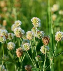 Jetel horský - Trifolium montanum - osivo jetele - 100 ks