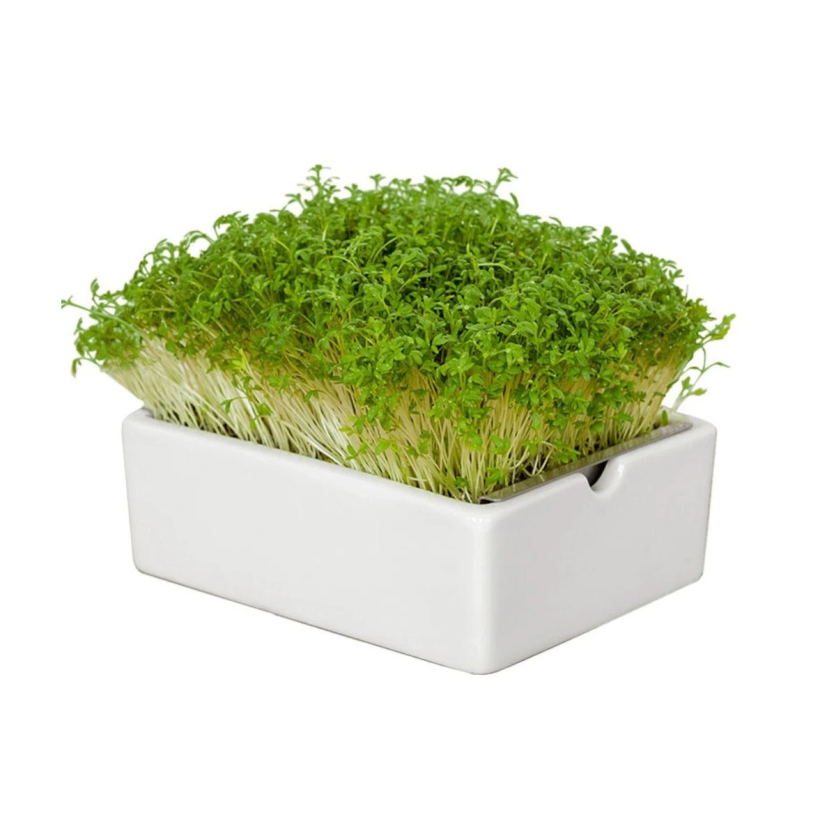 Startovací sada BIO microgreen - Heimgart - sada včetně 2 plátů - 1 ks