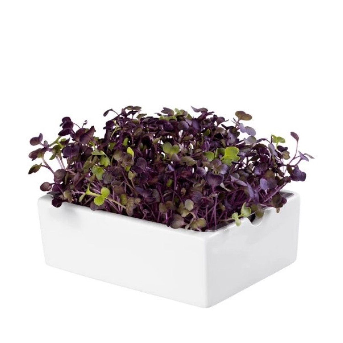 BIO Ředkvička Rambo - mikrozelenina - microgreens - Heimgart - náhradní pláty - 1 ks