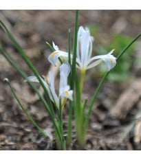 Kosatec síťkovaný bílý - Iris reticulata - cibulky kosatců - 3 ks