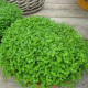 Máta peprná Mini Mint - Mentha piperita - osivo máty - 20 ks
