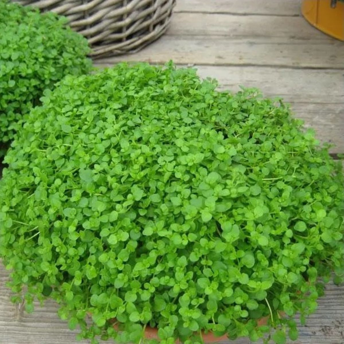 Máta peprná Mini Mint - Mentha piperita - osivo máty - 20 ks